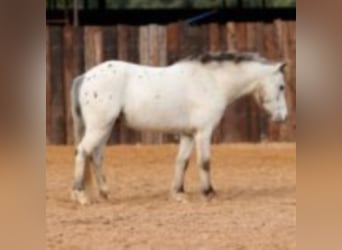 Quarter pony, Hongre, 10 Ans, 104 cm, Blanc