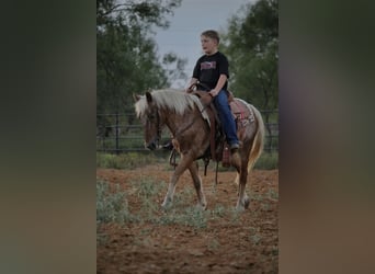 Quarter pony, Hongre, 10 Ans, 130 cm, Alezan cuivré