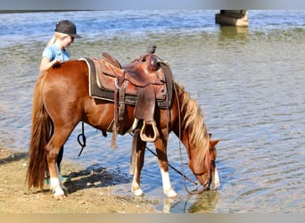 Quarter pony, Hongre, 10 Ans, 132 cm, Alezan cuivré