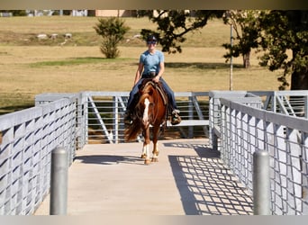Quarter pony, Hongre, 10 Ans, 132 cm, Alezan cuivré