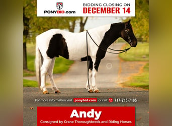 Quarter pony, Hongre, 10 Ans, 135 cm, Pinto