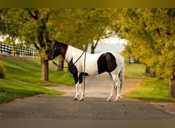 Quarter pony, Hongre, 10 Ans, 135 cm, Pinto