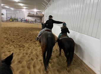 Quarter pony, Hongre, 10 Ans, 137 cm, Noir