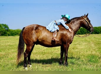 Quarter pony, Hongre, 10 Ans, 137 cm, Noir