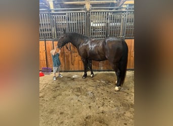 Quarter pony, Hongre, 10 Ans, 137 cm, Noir
