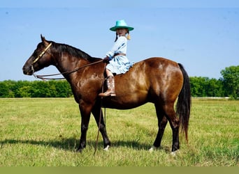 Quarter pony, Hongre, 10 Ans, 137 cm, Noir