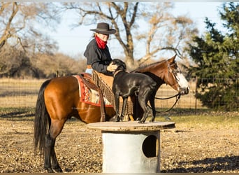 Quarter pony, Hongre, 10 Ans, 140 cm, Bai cerise
