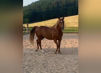 Quarter pony, Hongre, 10 Ans, 142 cm, Alezan