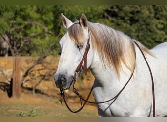Quarter pony, Hongre, 10 Ans, 142 cm, Gris