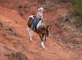 Quarter pony, Hongre, 10 Ans, 142 cm, Pinto