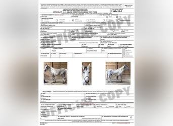 Quarter pony, Hongre, 10 Ans, 142 cm, Tobiano-toutes couleurs