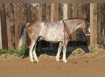 Quarter pony, Hongre, 10 Ans, Rouan Rouge