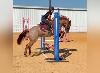 Quarter pony, Hongre, 11 Ans, 135 cm, Rouan Rouge