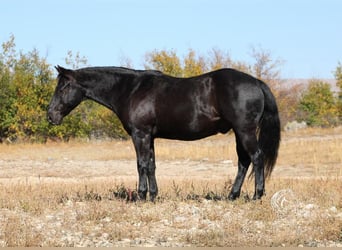 Quarter pony, Hongre, 11 Ans, 137 cm, Noir