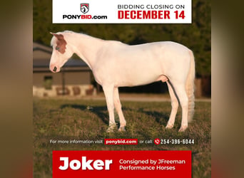 Quarter pony, Hongre, 11 Ans, 140 cm, Pinto