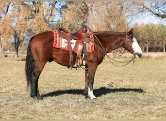 Quarter pony, Hongre, 11 Ans, 140 cm