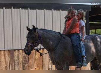 Quarter pony, Hongre, 11 Ans, 142 cm, Rouan Bleu