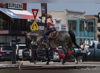 Quarter pony, Hongre, 11 Ans, 142 cm, Rouan Bleu