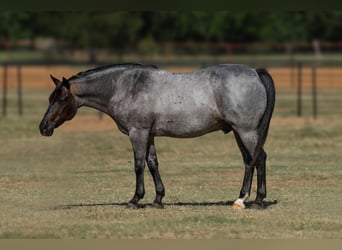 Quarter pony, Hongre, 11 Ans, 142 cm, Rouan Bleu