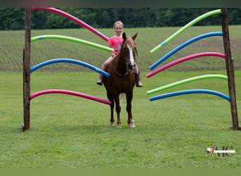 Quarter pony, Hongre, 11 Ans, Alezan brûlé
