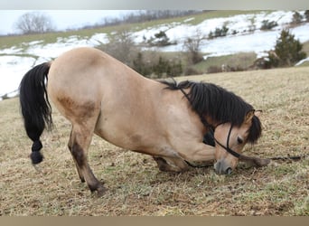 Quarter pony, Hongre, 12 Ans, 135 cm, Buckskin