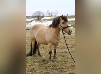 Quarter pony, Hongre, 12 Ans, 135 cm, Buckskin