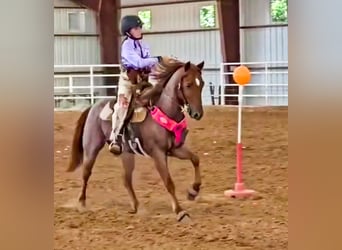 Quarter pony, Hongre, 12 Ans, 135 cm