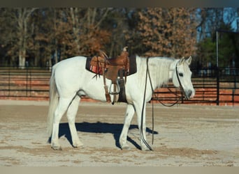 Quarter pony, Hongre, 12 Ans, 140 cm, Gris