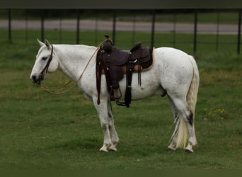 Quarter pony, Hongre, 12 Ans, 142 cm, Gris