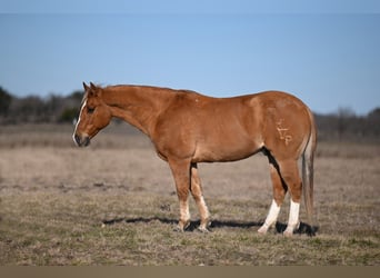 Quarter pony, Hongre, 12 Ans, 142 cm, Isabelle