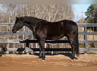 Quarter pony, Hongre, 12 Ans, Bai cerise