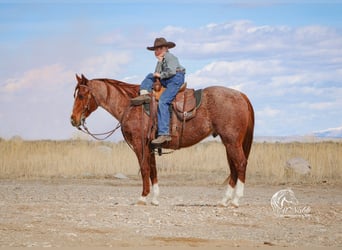 Quarter pony, Hongre, 13 Ans, 135 cm, Rouan Rouge