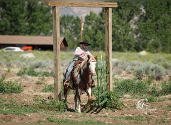 Quarter pony, Hongre, 13 Ans, 137 cm, Alezan cuivré