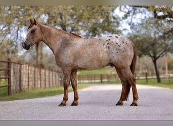 Quarter pony, Hongre, 13 Ans, 137 cm, Alezan dun