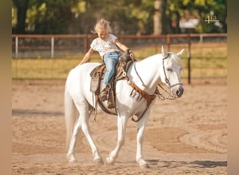 Quarter pony, Hongre, 13 Ans, 140 cm, Blanc