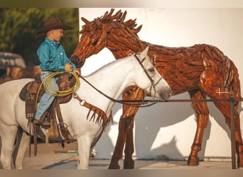Quarter pony, Hongre, 13 Ans, 140 cm, Blanc