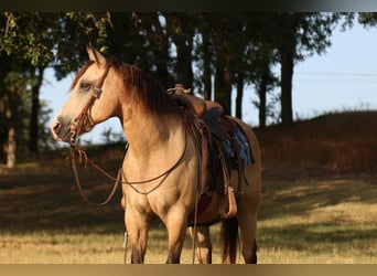 Quarter pony, Hongre, 13 Ans, 140 cm, Buckskin