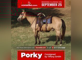 Quarter pony, Hongre, 13 Ans, 140 cm, Buckskin