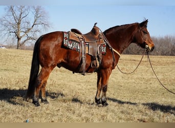 Quarter pony Croisé, Hongre, 13 Ans, 142 cm, Bai cerise
