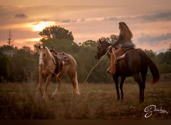Quarter pony, Hongre, 13 Ans, 150 cm, Palomino