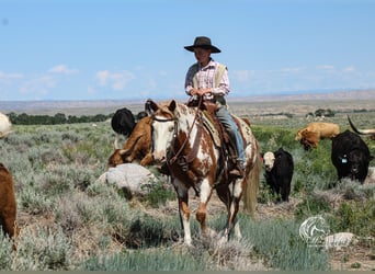 Quarter pony, Hongre, 13 Ans, Alezan cuivré
