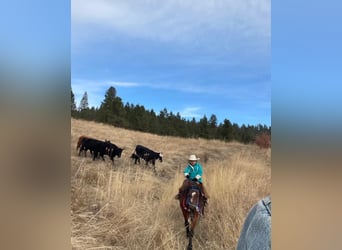 Quarter pony, Hongre, 14 Ans, 122 cm, Bai cerise