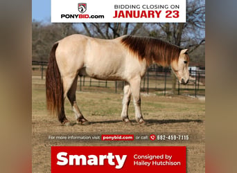 Quarter pony, Hongre, 14 Ans, 132 cm, Buckskin