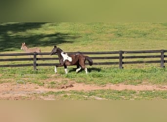 Quarter pony, Hongre, 14 Ans, 132 cm, Tobiano-toutes couleurs