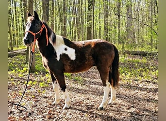 Quarter pony, Hongre, 14 Ans, 132 cm, Tobiano-toutes couleurs
