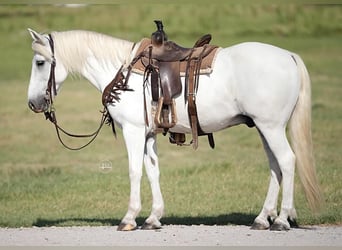 Quarter pony, Hongre, 14 Ans, 140 cm, Blanc