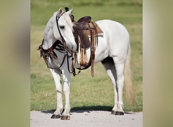 Quarter pony, Hongre, 14 Ans, 140 cm, Blanc