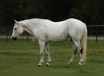 Quarter pony, Hongre, 14 Ans, 142 cm, Gris