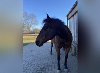 Quarter pony, Hongre, 17 Ans, 152 cm, Bai