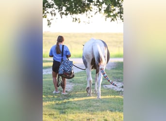 Quarter pony, Hongre, 19 Ans, 132 cm, Pinto
